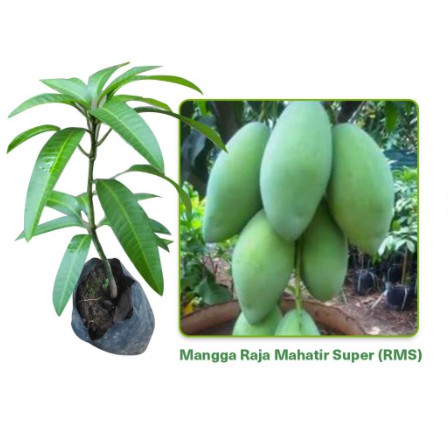 Bibit Mangga Mahatir Super