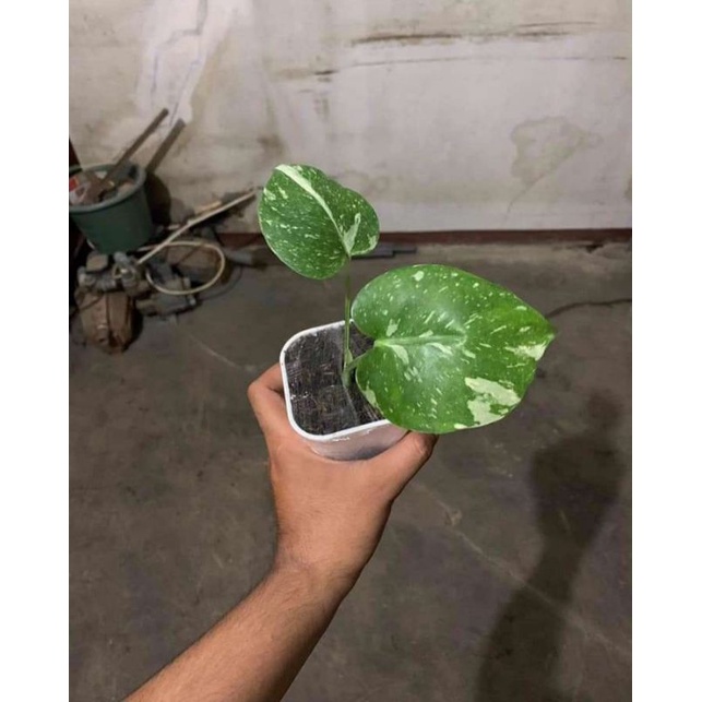 monstera variegata monthai ( foto real )