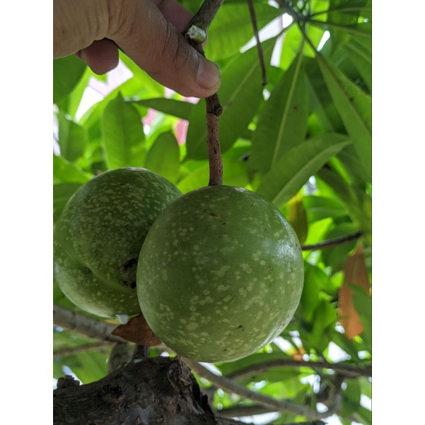 

buah pengusir tikus