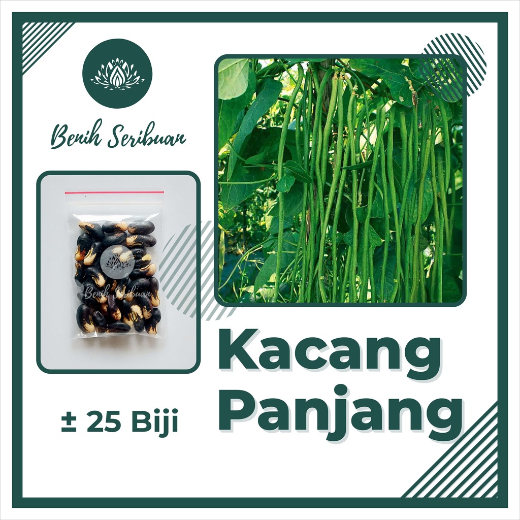 TERMURAH Bibit Sayuran Benih Sayur Paket Lengkap Tanaman Hidroponik Kangkung Bayam Cabe Sawi Unggul-KACANG PANJANG
