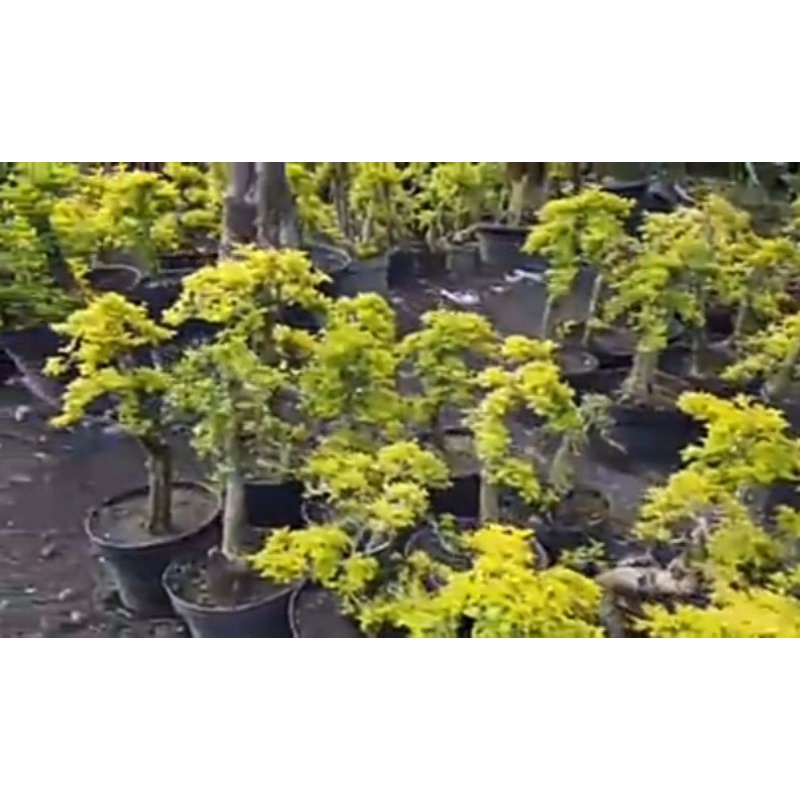 bonsai anting putri varigata kuning/bonsai mentaos
