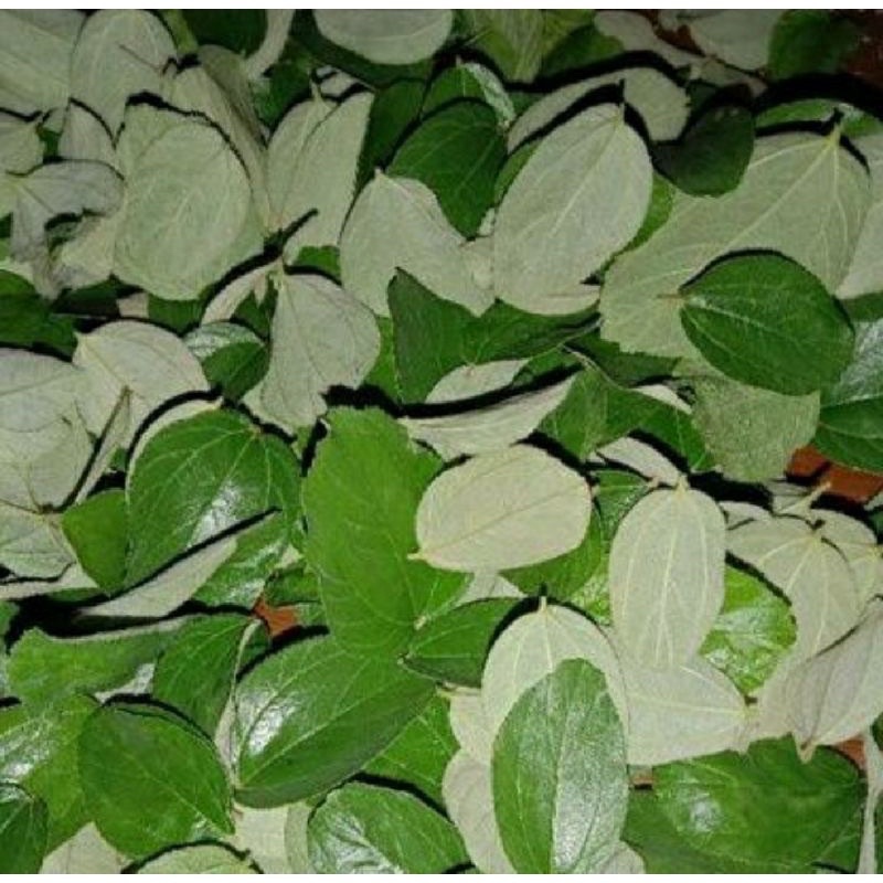 

daun bidara 100 lembar