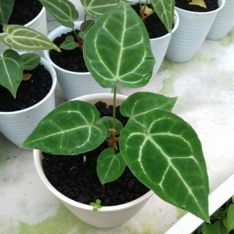 kuping gajah silver hope hibrid