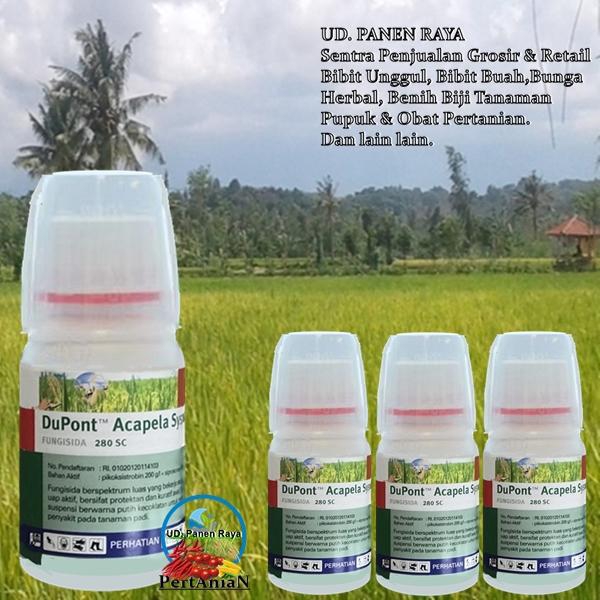 Jual Fungisida Filia 525se 250ml Untuk Patah Leher Pada Padi Di Lapak Prima Agrindo Bukalapak