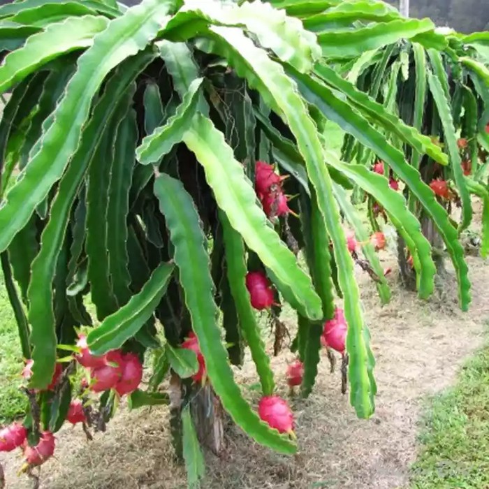 

bibit pohon buah naga-buah herbal Murah