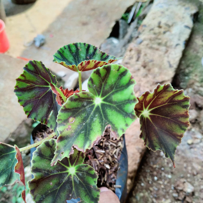 Jual Tanaman hias begonia Cleopatra bintang | Shopee Indonesia