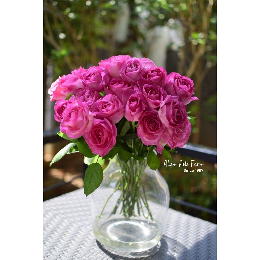 Candy Roses 20 Stems, Bunga Mawar Pink 20 Potong Segar Semi Holland