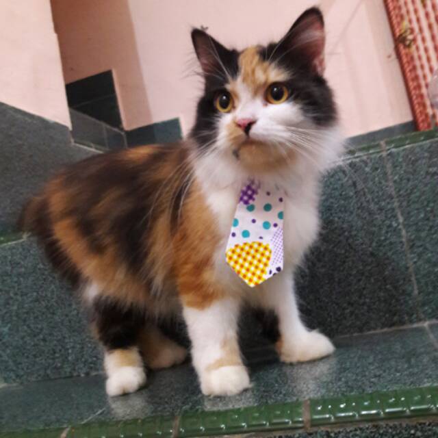 Dasi kucing lucu / aksesoris kucing / dasi panjang / bowtie kucing / baju kucing