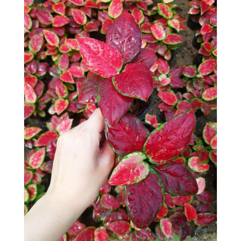 bunga Aglonema BLACK MAROON - AGLONEMA aglonema
