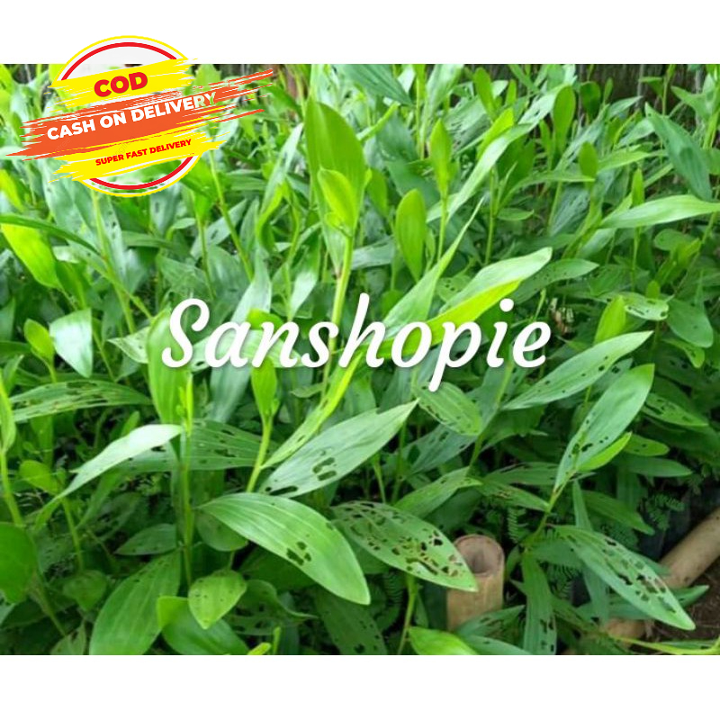 

Daun acacia mangium atau daun asasia