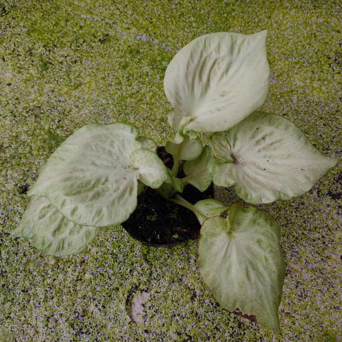 tanaman hias keladi daun ganda putih rare cantik mulus size remaja