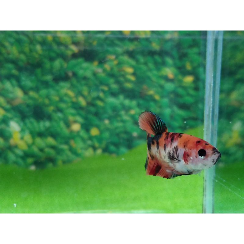 S203 Realpic Cupang PK multicolor leopard female