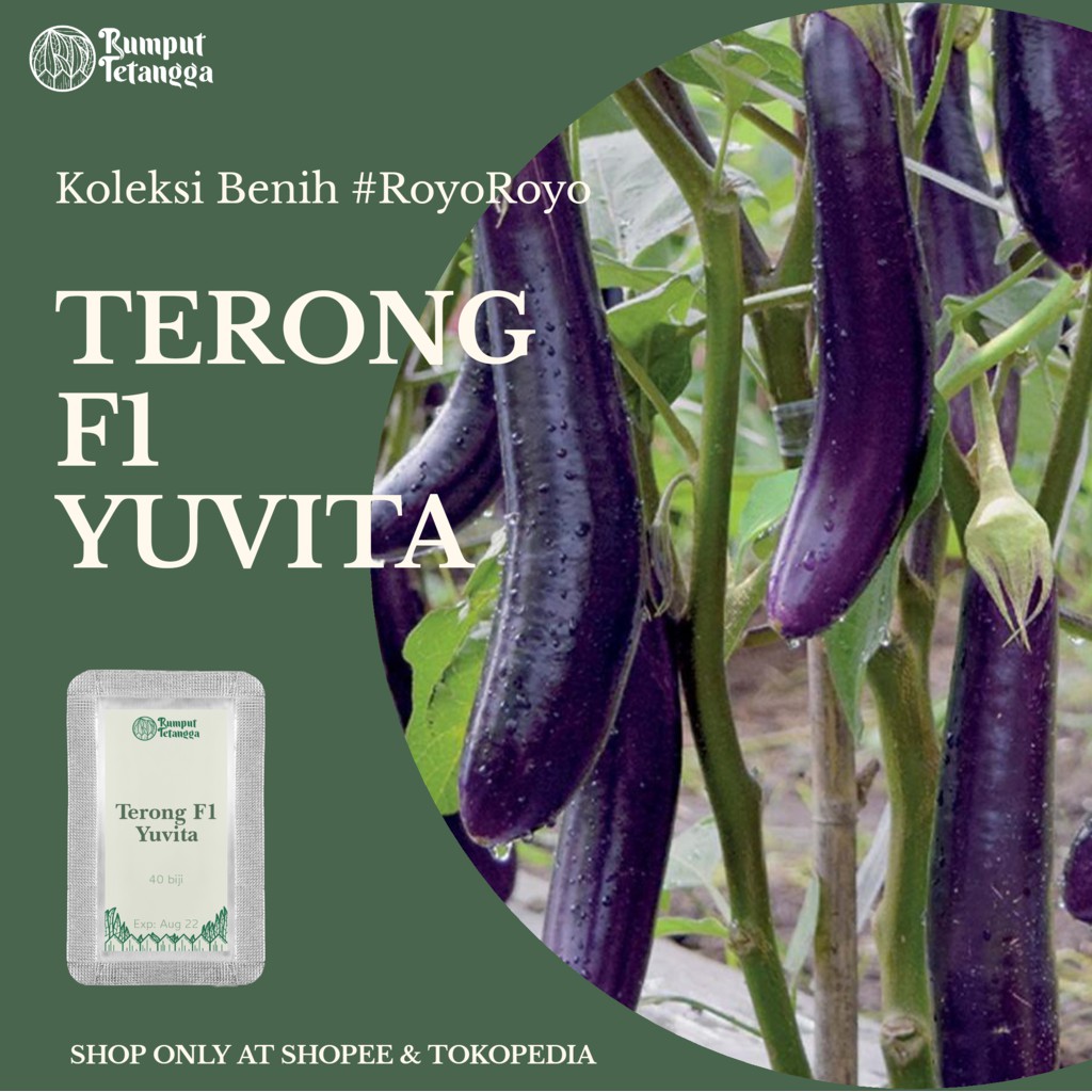 BENIH TERONG YUVITA F1