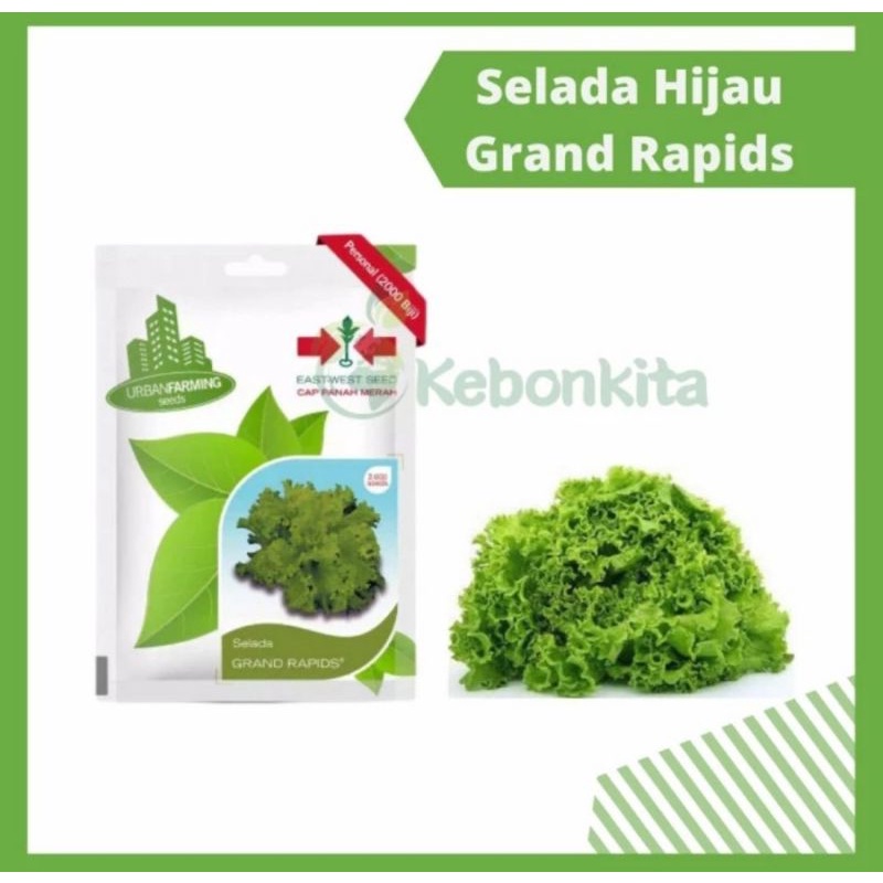 Benih Bibit Selada Hijau Grand Rapids - Cap Panah Merah