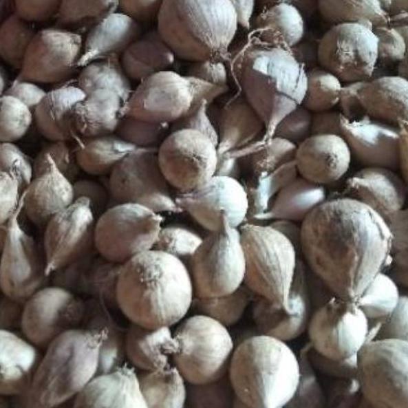 

z7✴Ready stock❀➜ Bawang Putih Tunggal / Lanang LOKAL 500 Gram 91 ➜
