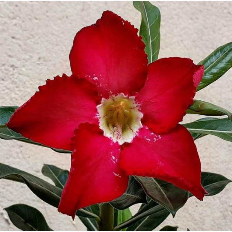 bibit tanaman adenium bunga merah bonggol besar bahan bonsai kambojasamboja