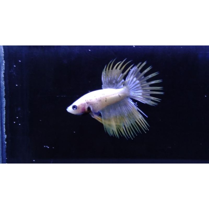 ikan cupang hias crowntail serit #CT14