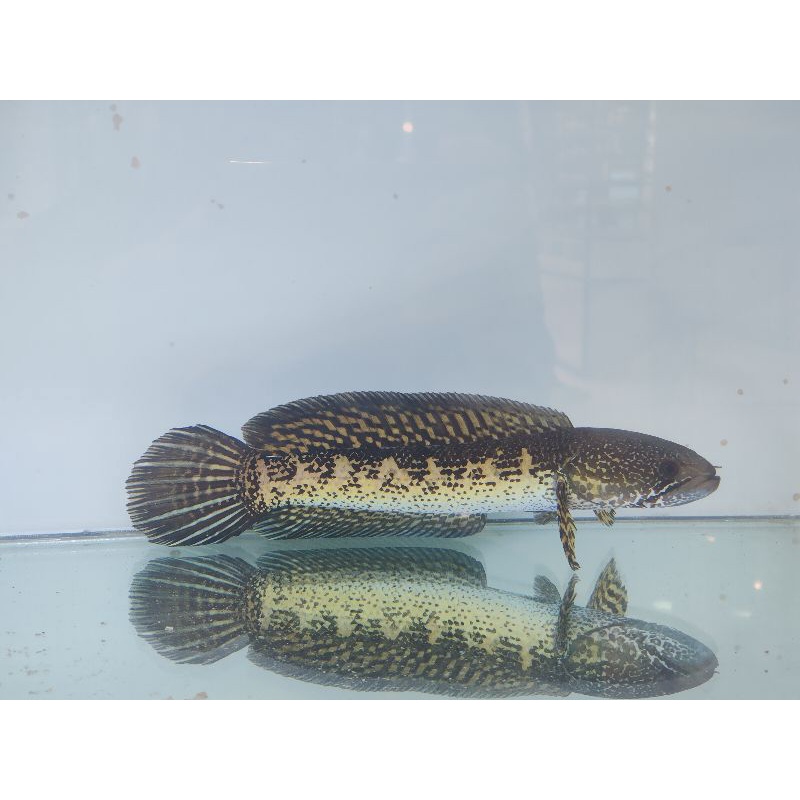 Channa Auranti grade A plus.