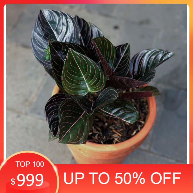 tanaman hias aglonema rotundum aceh / aglonema rotundum / rotundum aceh / aglonema murah rotundum