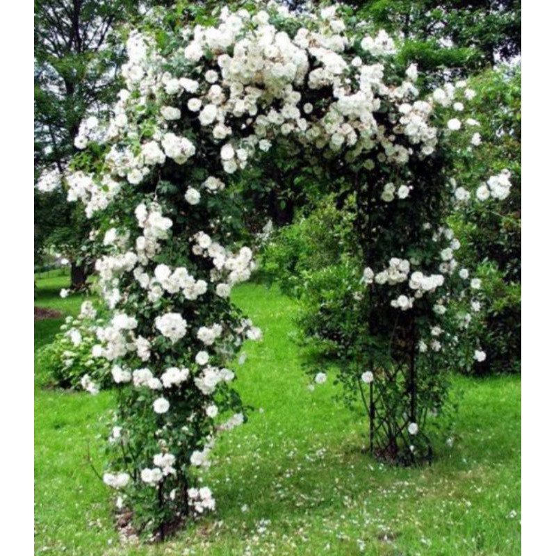 Benih Biji Bunga Mawar Rambat Putih Thailand F1