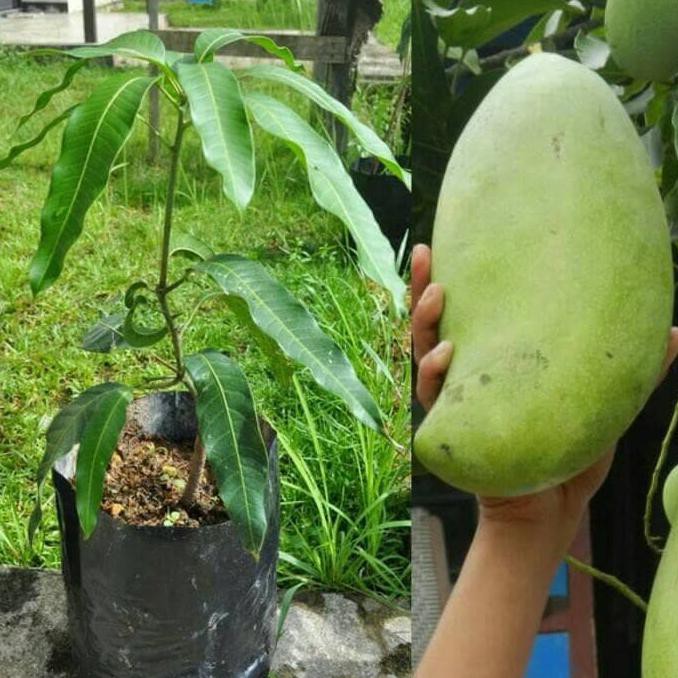 Kw+ Bibit Mangga Mahatir Original
