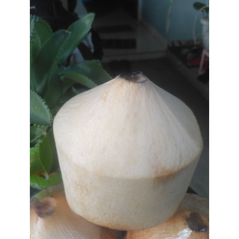 

Kelapa Muda Minum Batok