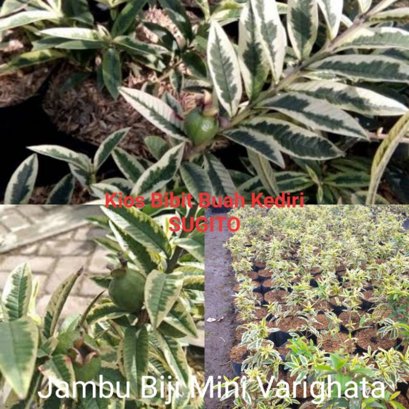 jambu biji mini Varighata (bonsai mini)