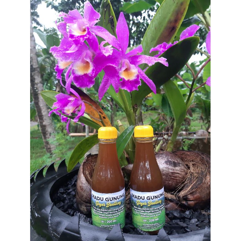

MADU GUNUNG GEGER BENTANG "TEUWEUL/KLANCENG" 200 ML