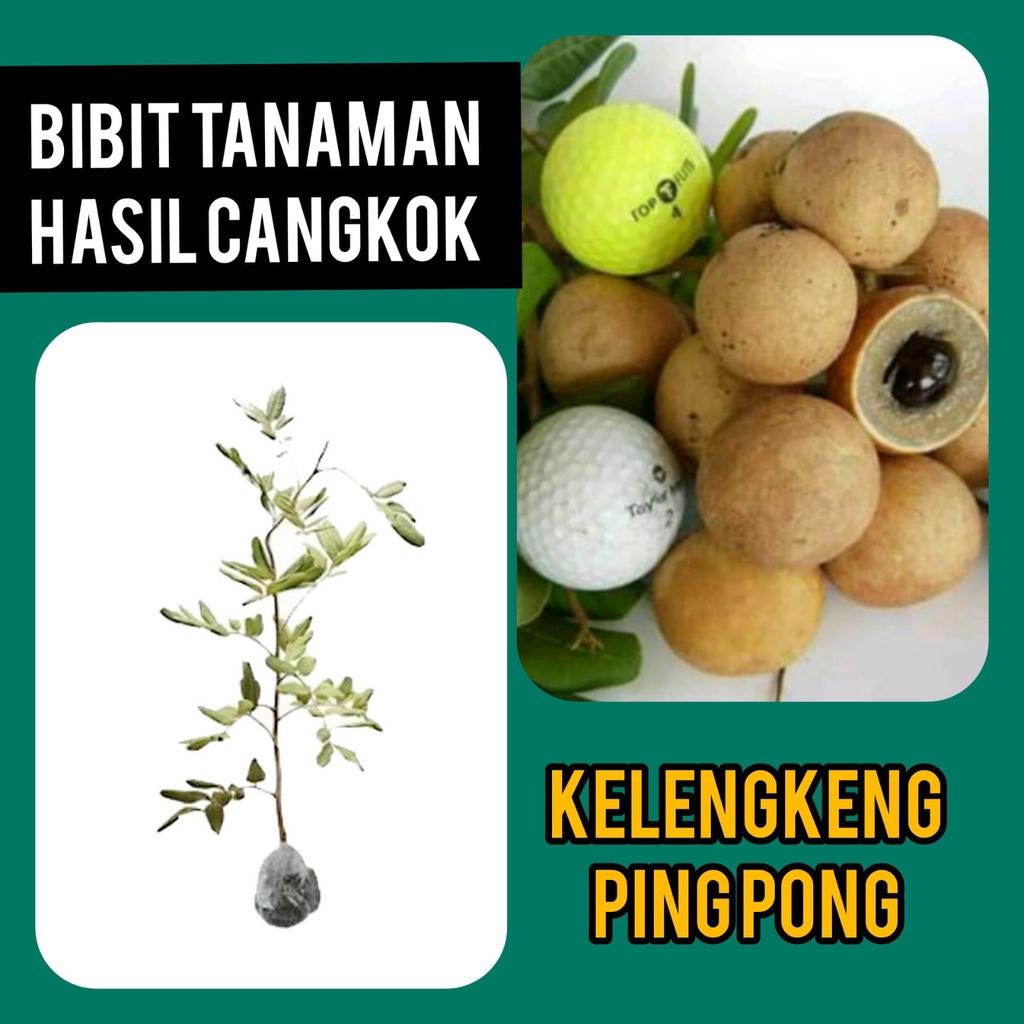 Bibit Lengkeng Pingpong Hasil Cangkok