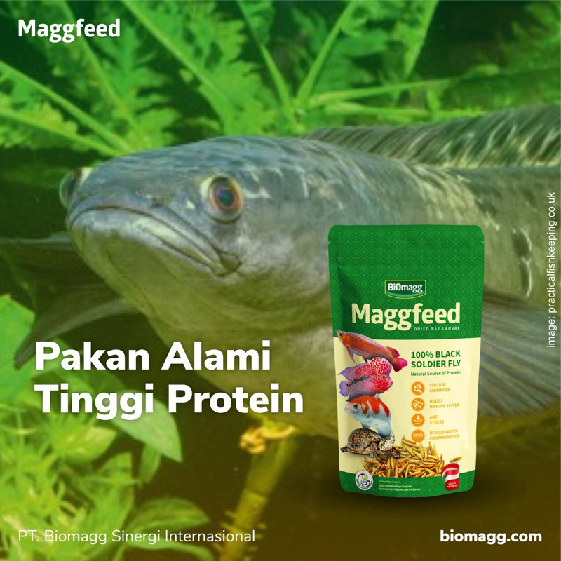 Pakan Pelet Makanan Ikan Predator Maggfeed Kering Channa Oscar - Medium size 3 pcs maggfeed