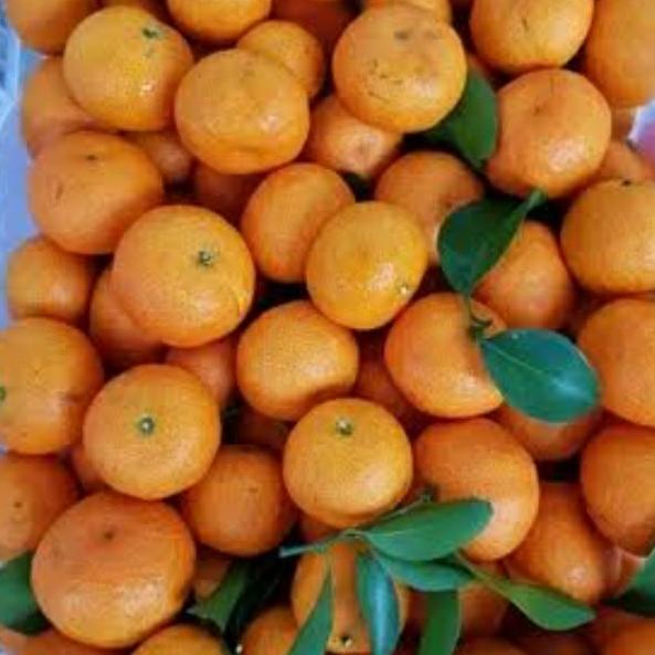 

JERUK SANTANG DAUN FRESH 1 KRAT(ISI 7 KG) FH51515ED