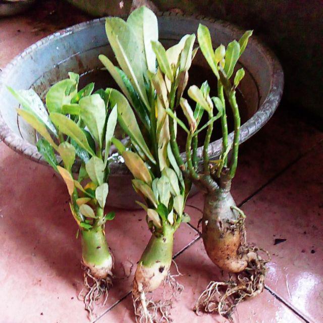New Produck!! Paket 3 Tanaman Hias Kamboja Adenium - Sakda - Lageya - Sunny Day - Paket Hemat