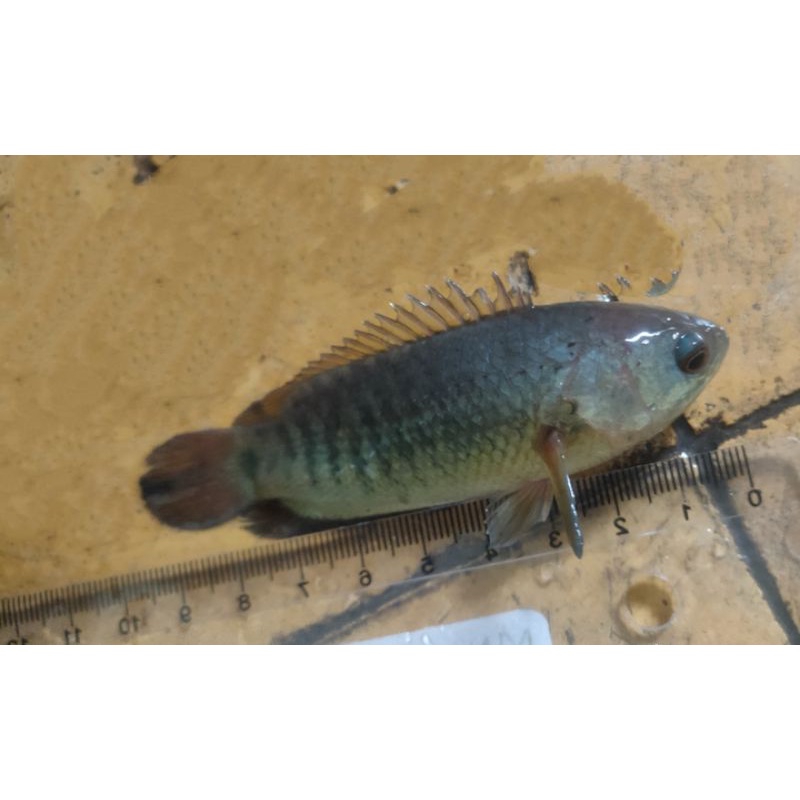 

ikan betok