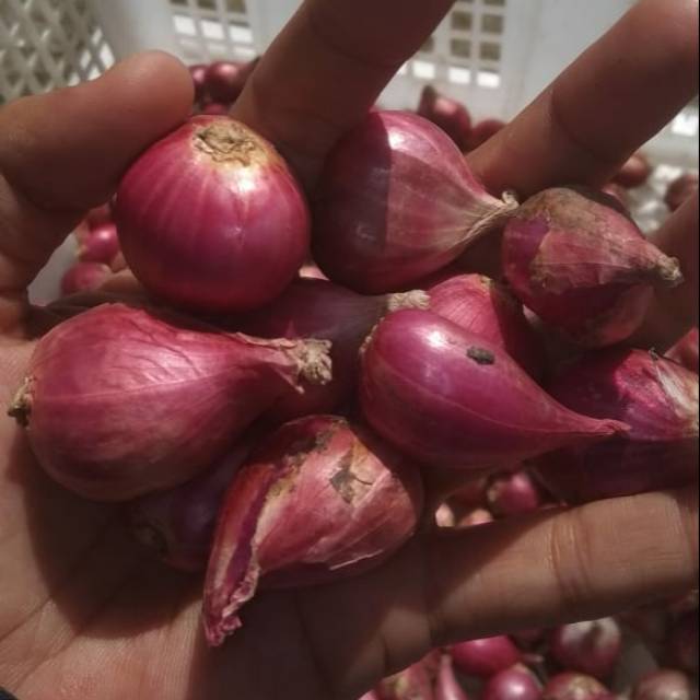 

Bawang merah brebes Pilihan