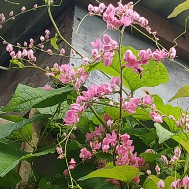 Bibit Bunga Air Mata Pengantin AMP Dari Biji & hasil Stek