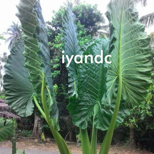 Tanaman Hias talas sente Alocasia Macrorrhiza Schott Tanaman Hias talas sente Alocasia Macrorrhiza Schott