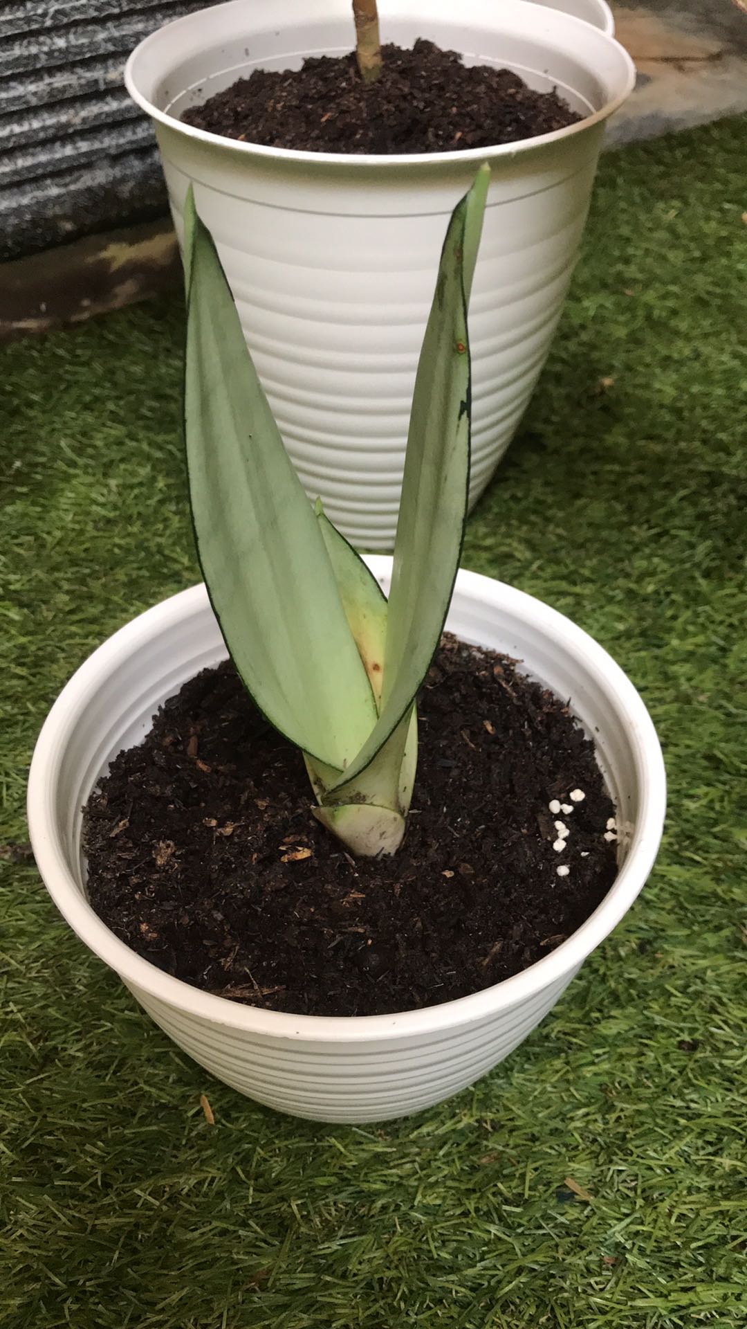 Tanaman Hias Sensivera Monsein