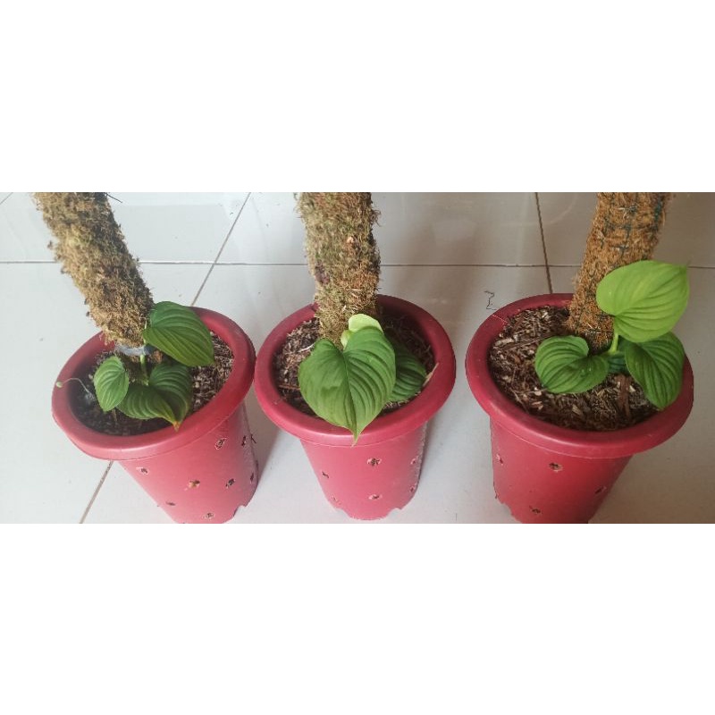 Philodendron Fibrae Philo Fibraecataphyllum