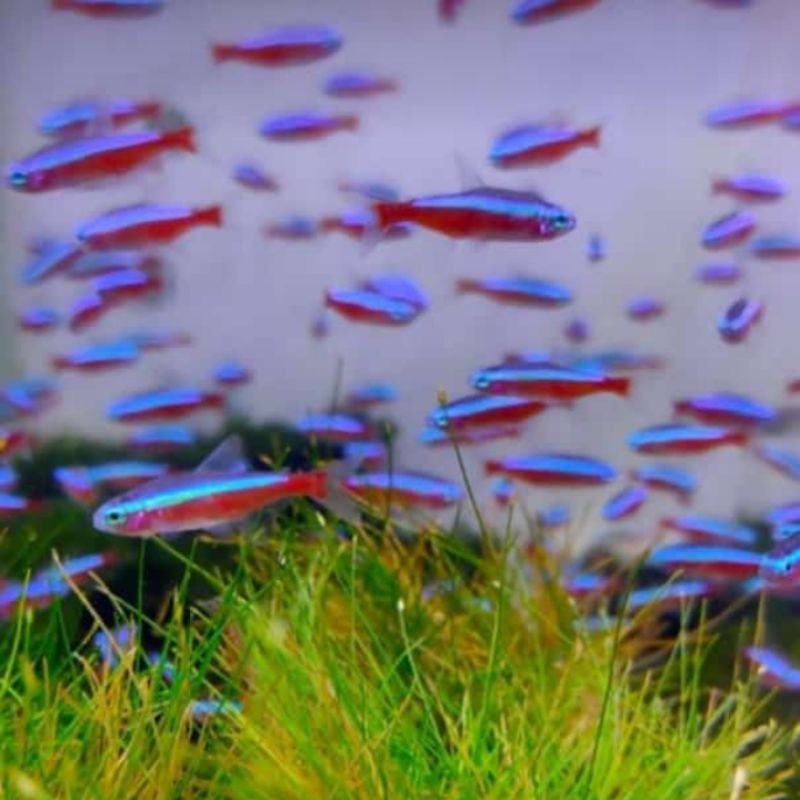 paket ikan hias neon tetra cardinal aquascape size L isi 10 ekor