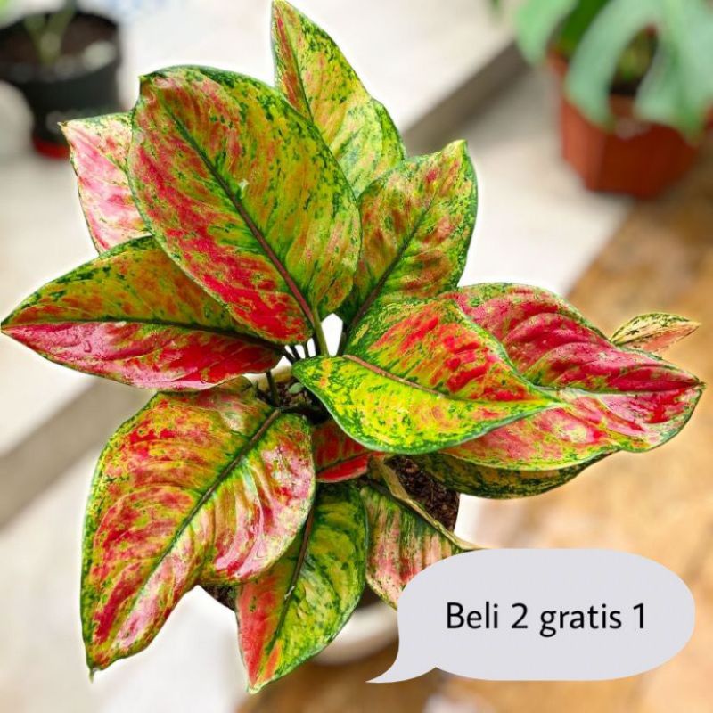 Terlaris Tanaman beli 2 gratis 1 ( Aglonema heng heng Pohon daun 4-8 daun) pohon daun rimbun