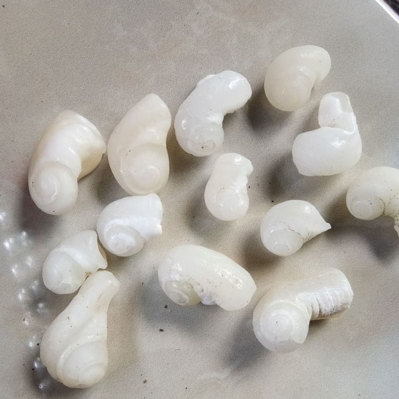 BATU FOSIL KEONG /KOL BUNTET KRISTAL NATURAL