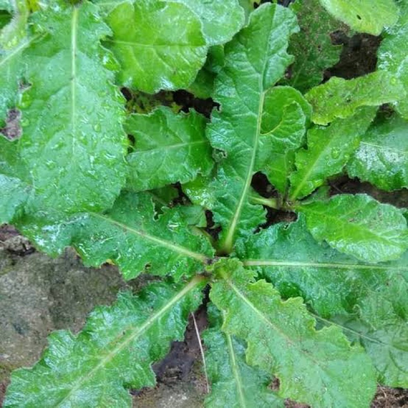 

daun tapak liman segar cabut beserta akar