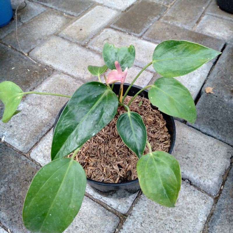 Anthurium Mini | Anthurium Micky Mouse