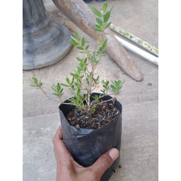 bonsai santigi mawar super bibit semai biji