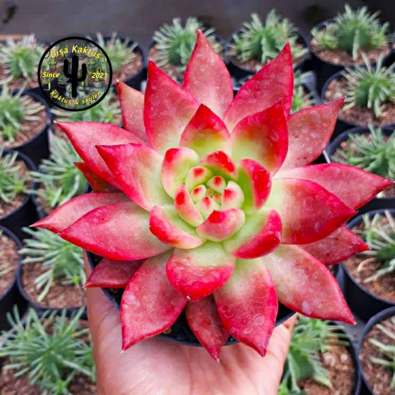 KAKTUS SKULEN - agavoides frank reinelt