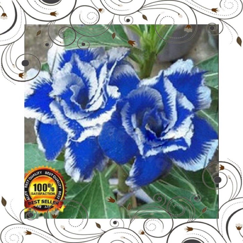 PROMO ADENIUM KAMBOJA BIRU TERBAIK