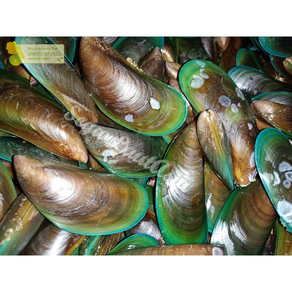 

Kerang Hijau Kerang Ijo Segar 1Kg