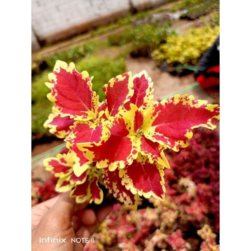 PROMO. Tanaman hias miana sultan