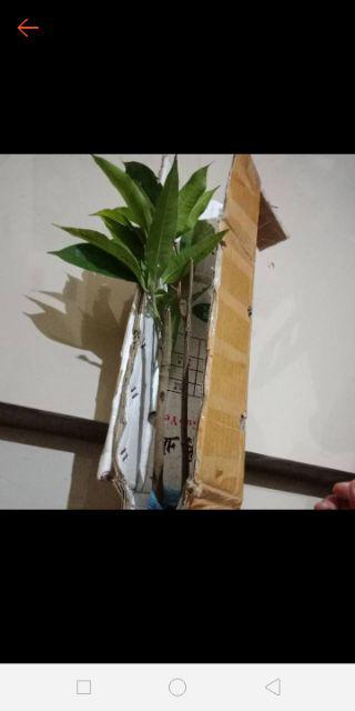 Kw Asli Bibit Durian Montong Unggul An2