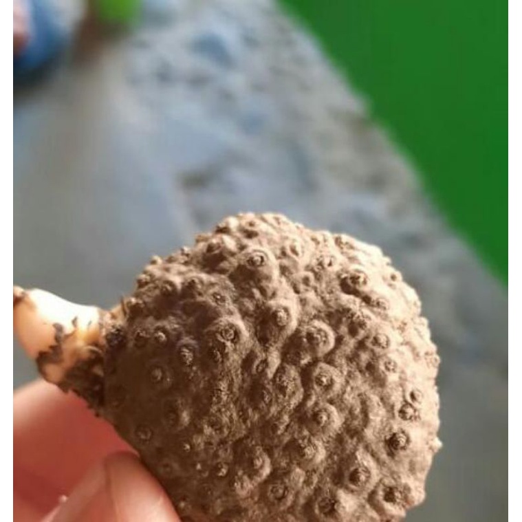 Bibit katak porang Super 500gram